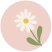 Daisy Pink