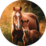 Real Horse 3