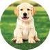 Real Puppy 1