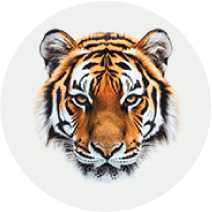 Real Tiger