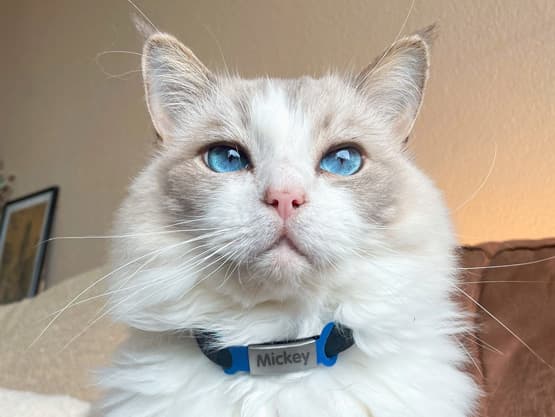 Médaille gravée pour chien et chat