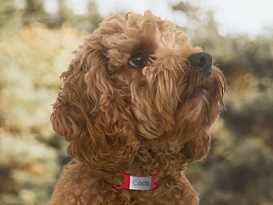 Médaille gravée pour chien et chat