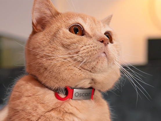 Médaille gravée pour chien et chat