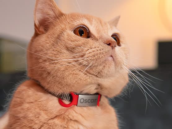 Médaille gravée pour chien et chat