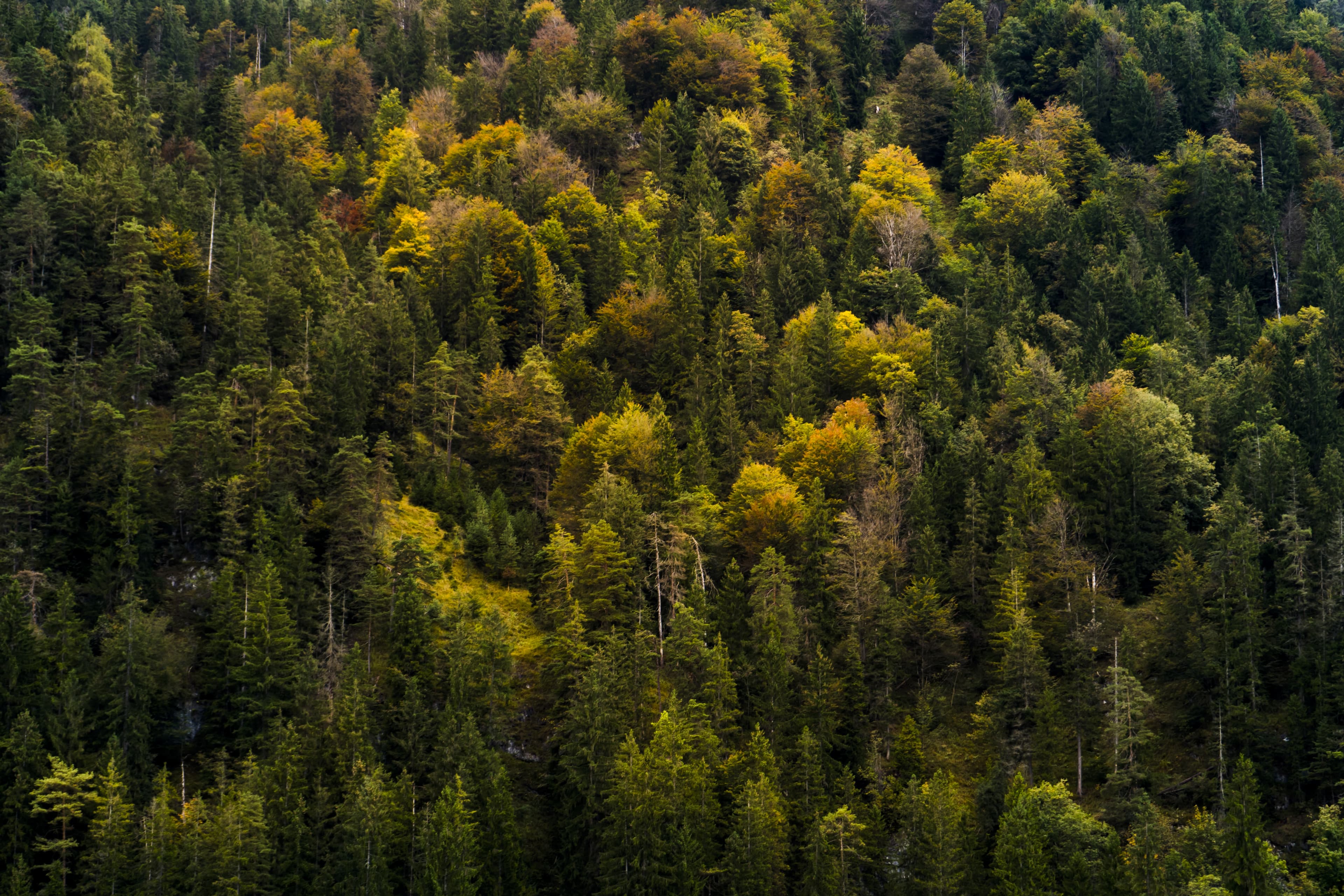 Vue aérienne d’une forêt aux couleurs d’automne